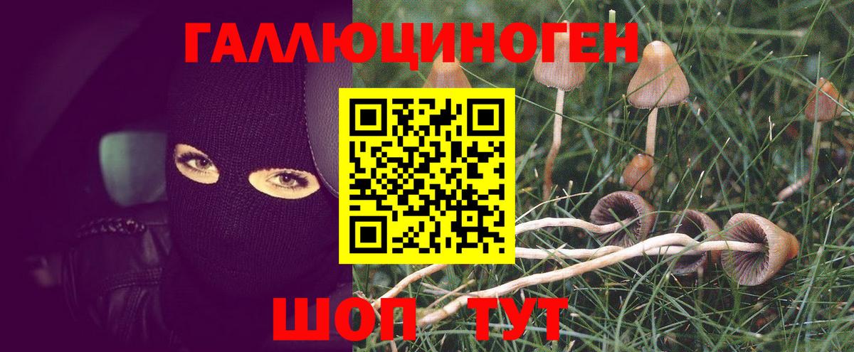 дарнет шоп  Вход с VPN  Чистополь  Псилоцибиновые грибы Psilocybe 
